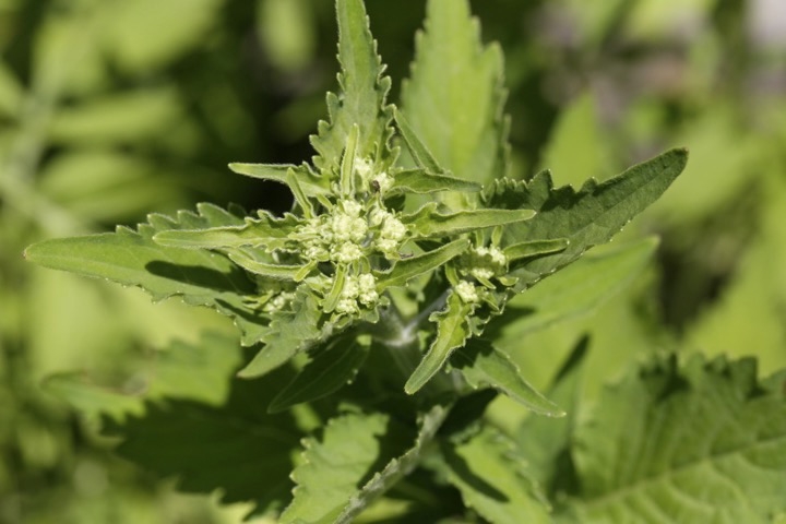 オトコエシの蕾