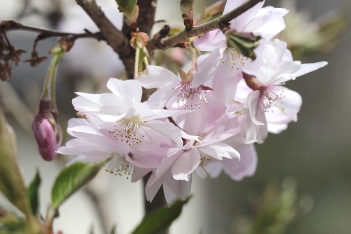 シキザクラの花