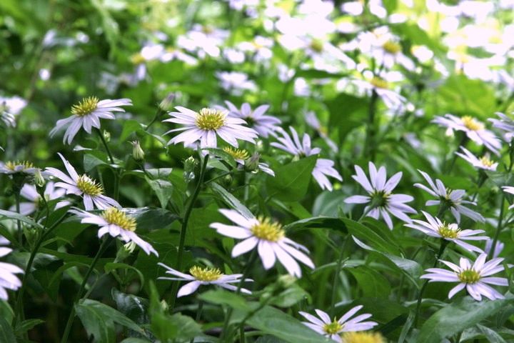 ミヤマヨメナの花