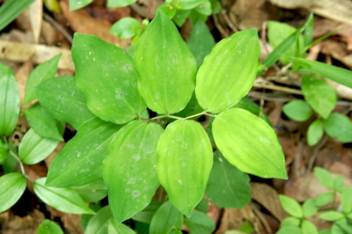 ミヤマナルコユリの葉