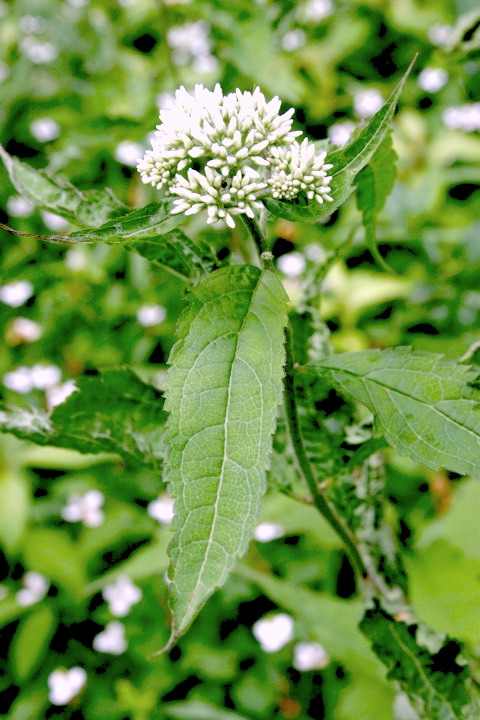 ヒヨドリバナの葉