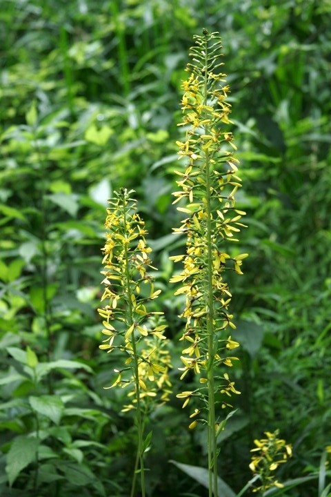 メタカラコウの花