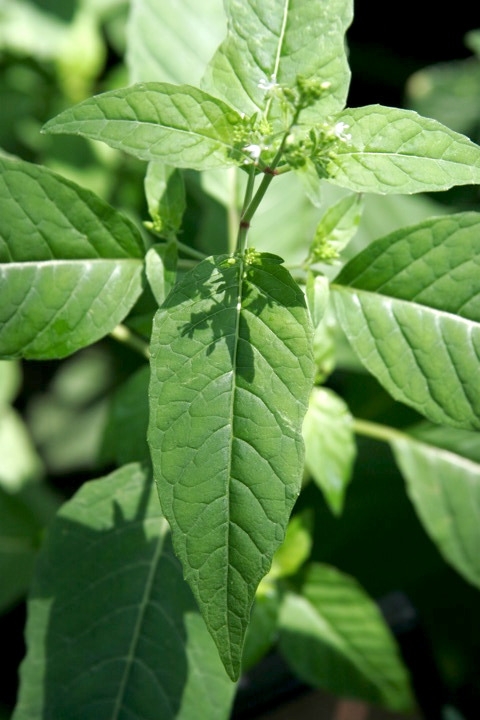 ミズタマソウの葉