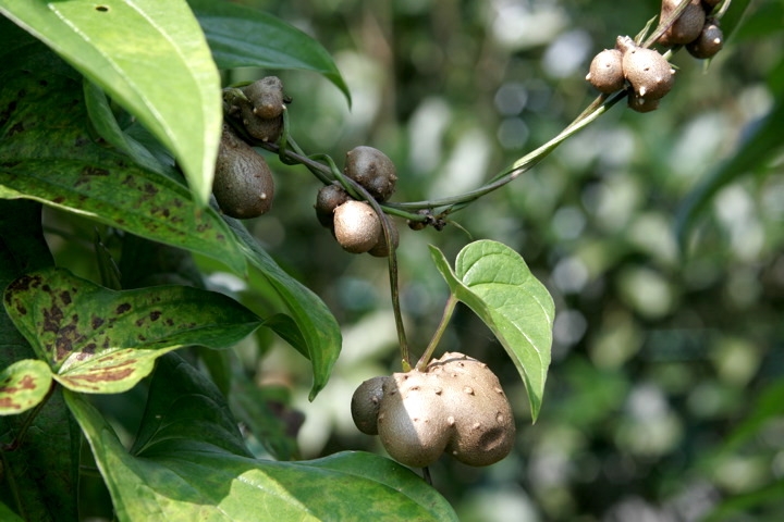 ヤマノイモのムカゴ