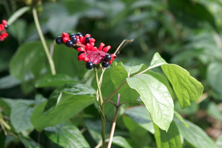 ヤマシャクヤクの実