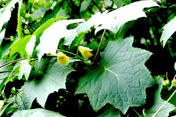 ジョウロウホトトギスの葉