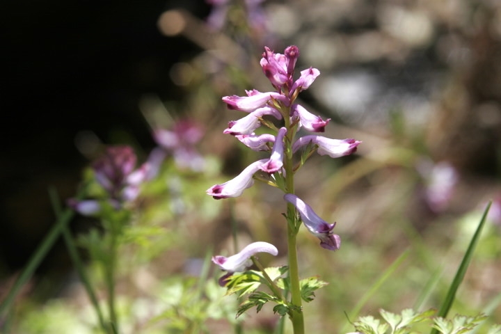 ムラサキケマンの花