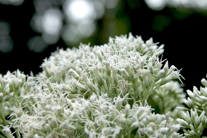 ヒヨドリバナの花