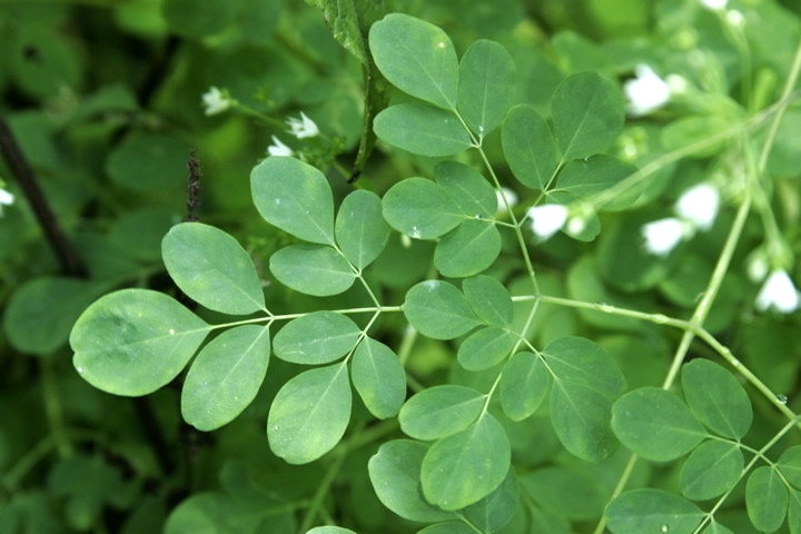 マツカゼソウの葉