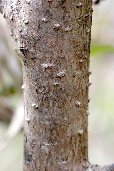 コクサギの木肌