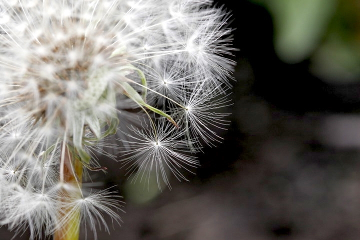 セイヨウタンポポの実