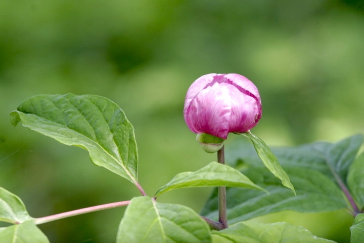 ベニバナヤマシャクヤクの花
