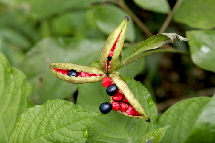 ベニバナヤマシャクヤクの実