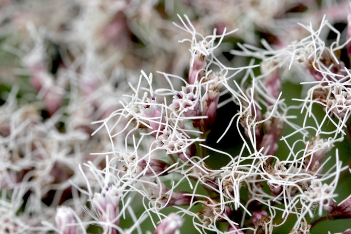 フジバカマの花