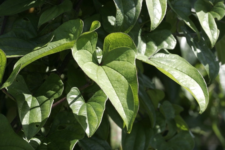 ヤマノイモの葉