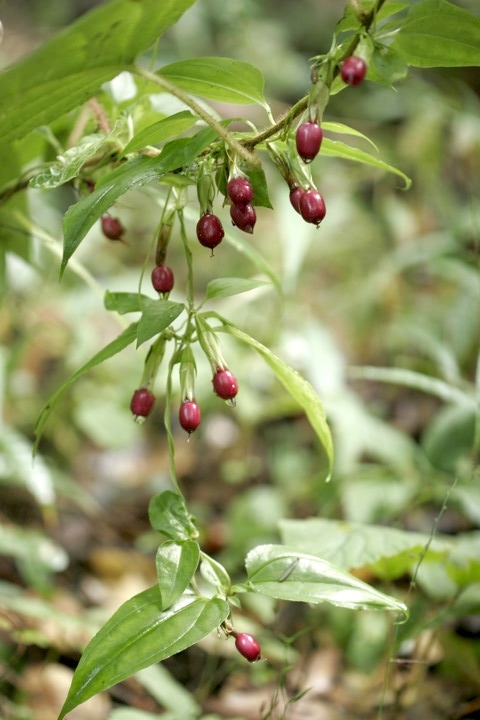 ツルリンドウの実