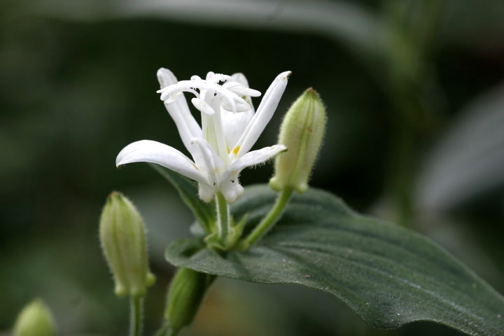 ホトトギスの花