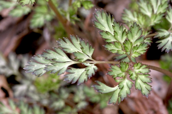 ムラサキケマンの葉