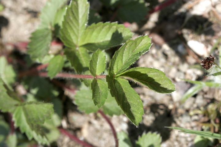 ツルキジムシロの葉