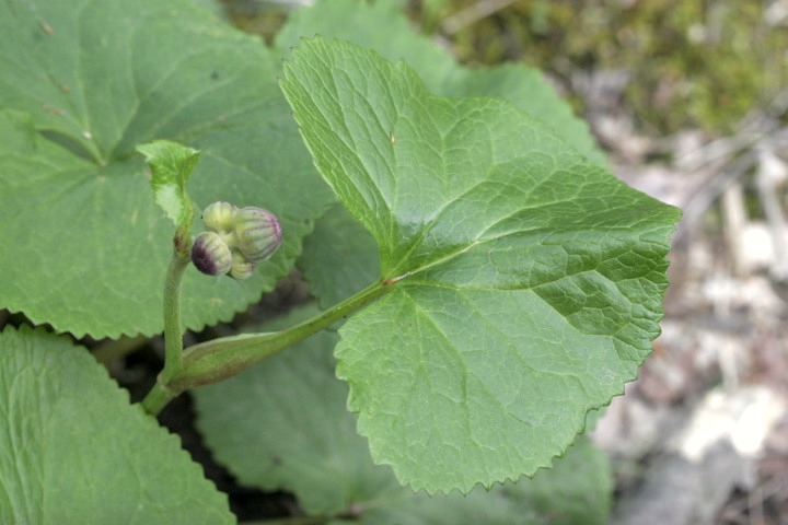 マルバダケブキの葉と蕾