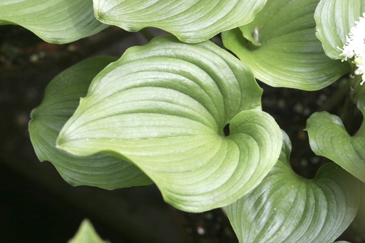 マイヅルソウの葉