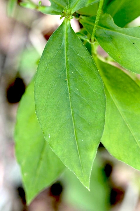 フシグロセンノウの葉