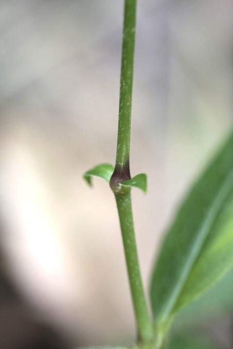 フシグロセンノウの茎