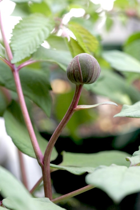 ヤマシャクヤクの蕾