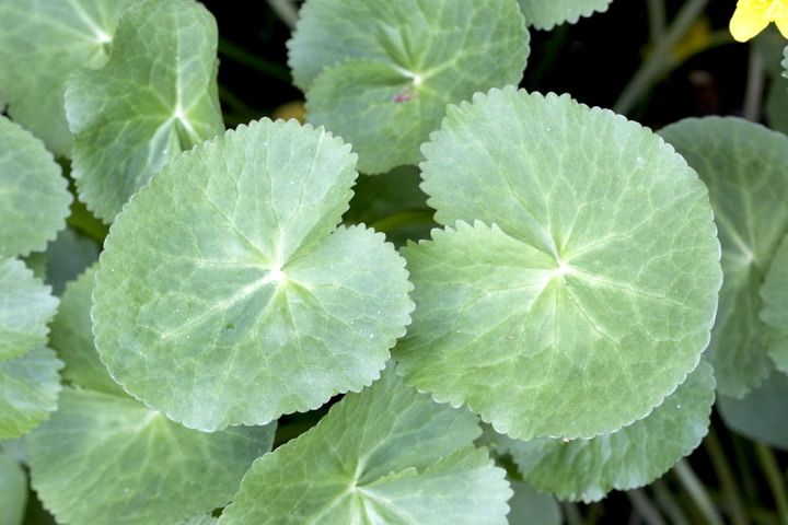 リュウキンカの葉