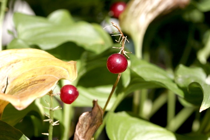 マイヅルソウの実