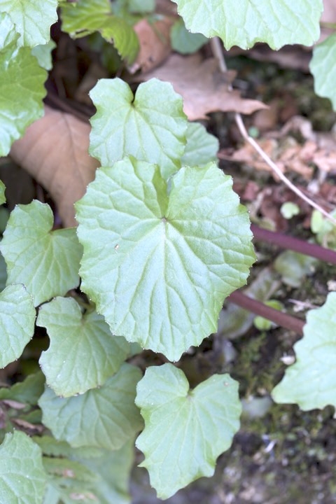 ユリワサビの葉