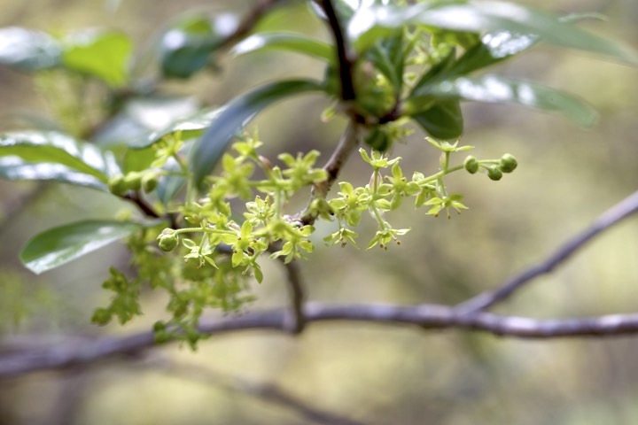 コクサギの雄花
