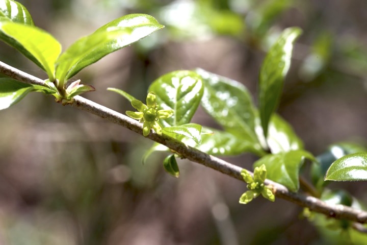 コクサギの雌花
