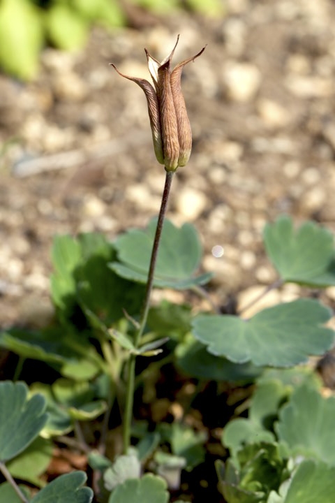 ミヤマオダマキの実