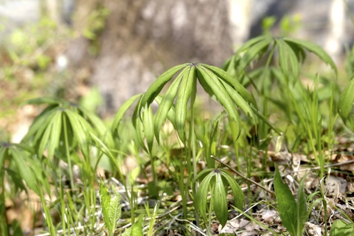 ヤブレガサの葉