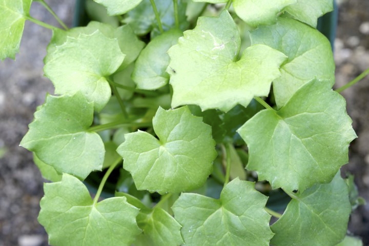 メタカラコウの発芽