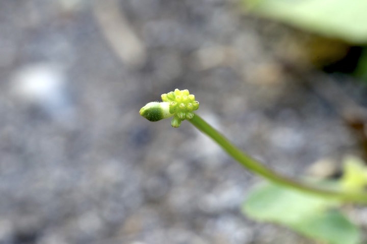 ヒメリュウキンカの実
