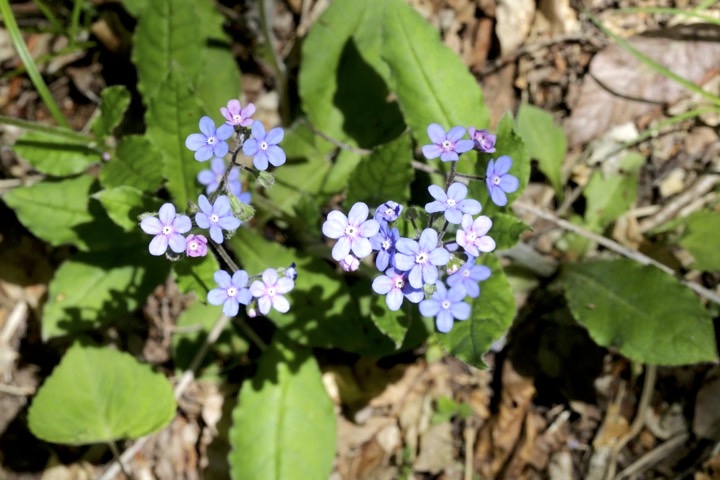 ルリソウの開花