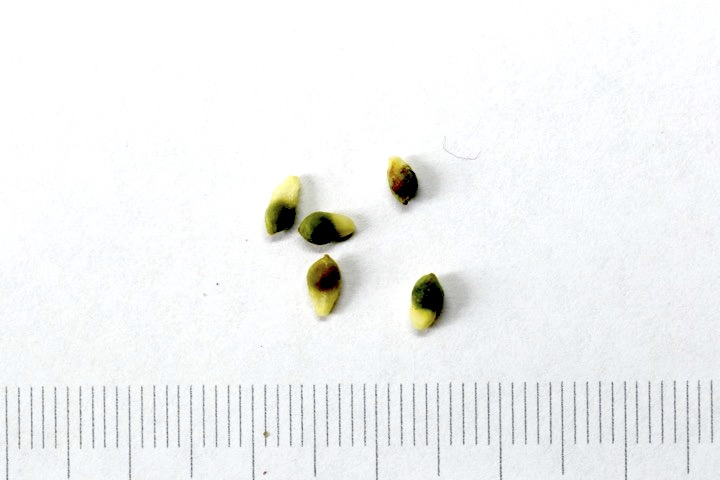 ヒメリュウキンカの種