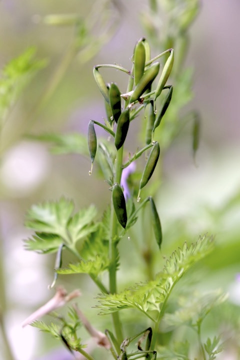 ムラサキケマンの実