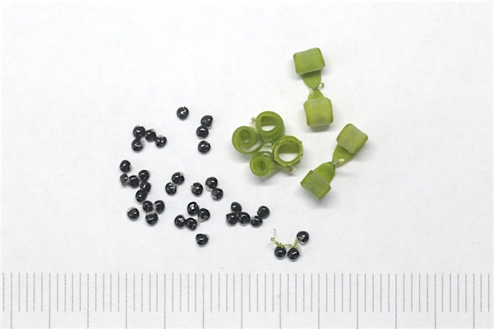 ムラサキケマンの種