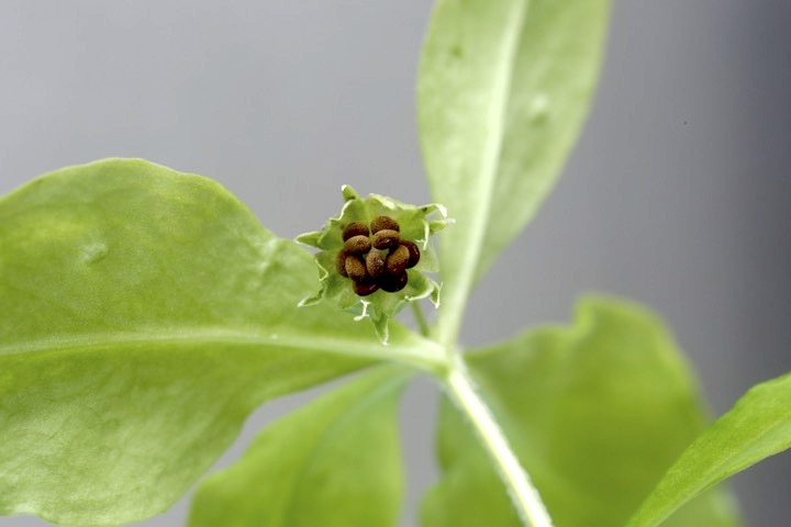 ヒゲネワチガイソウの実