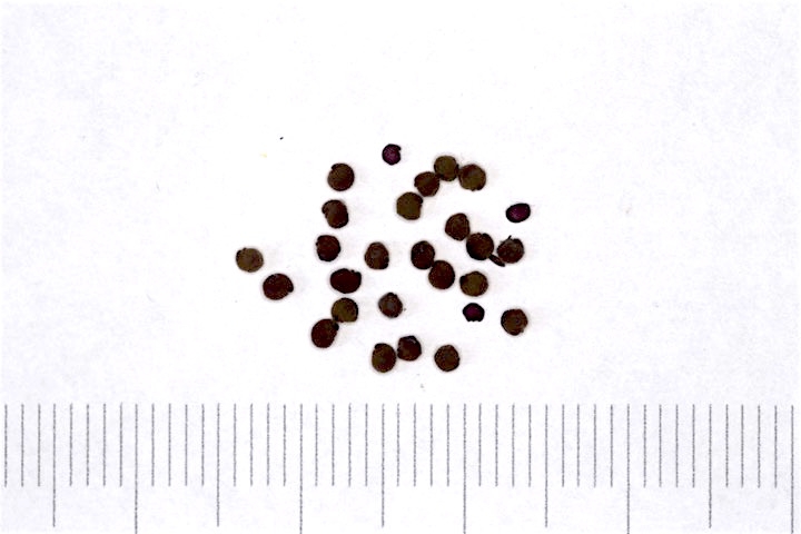 ヒゲネワチガイソウの種