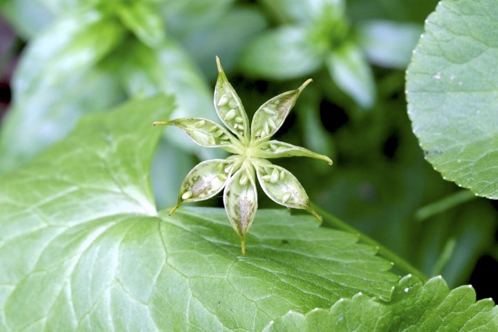リュウキンカの実
