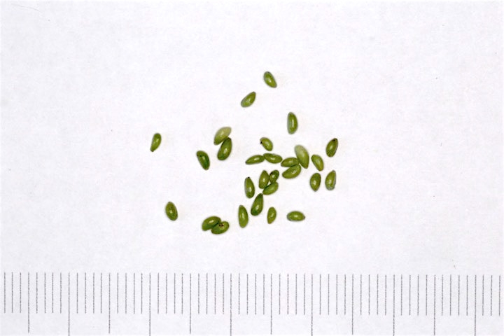 リュウキンカの種