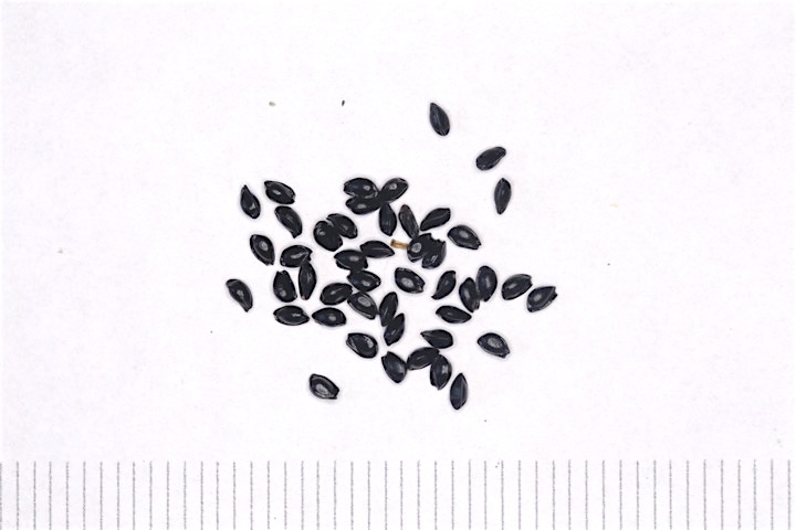 ミヤマオダマキの種