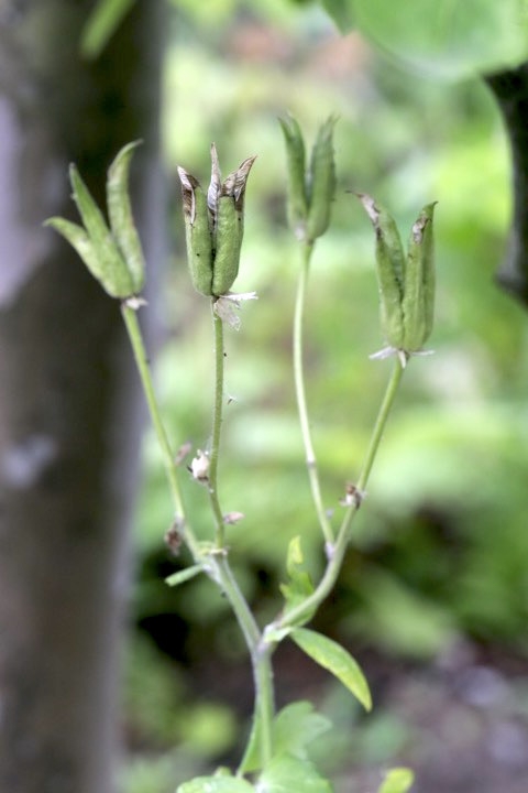 ヤマオダマキの実