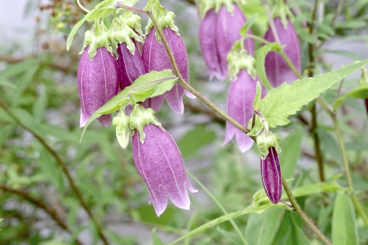 ヤマホタルブクロの花