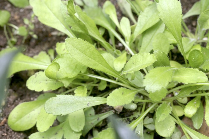 マツムシソウの発芽