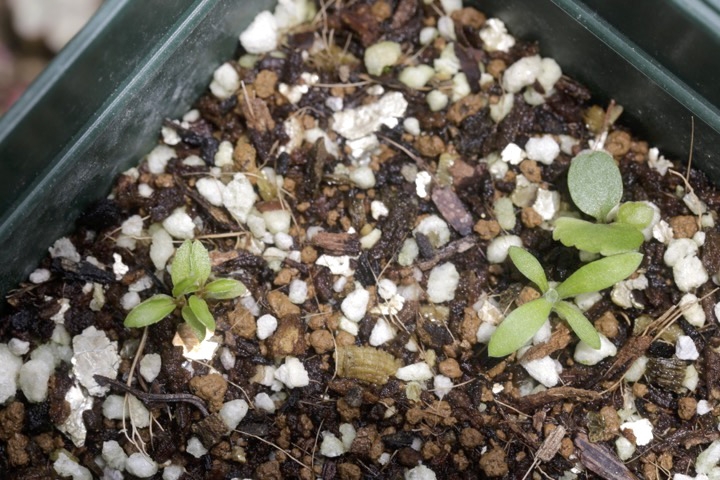 ヒゲネワチガイソウの発芽